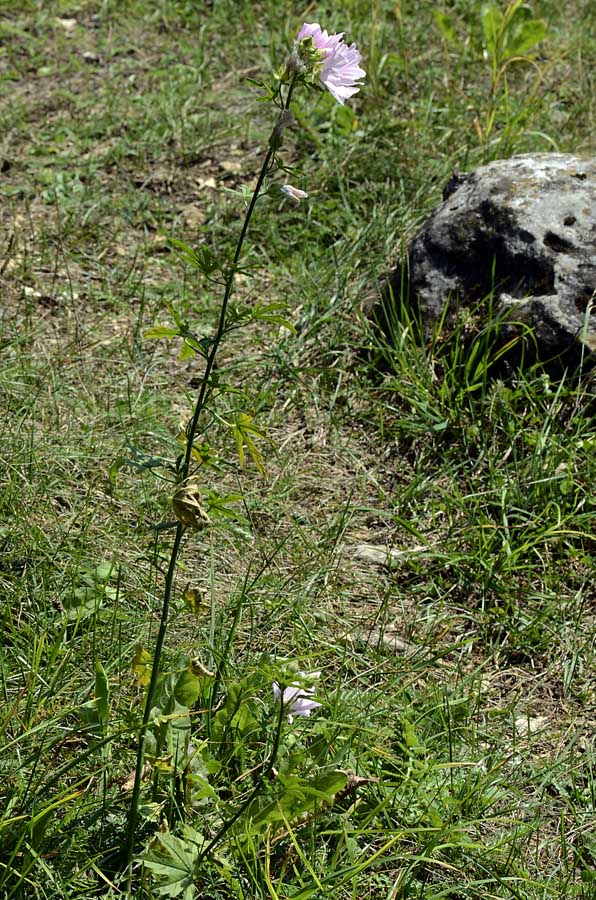 Malva alcea / Malva alcea